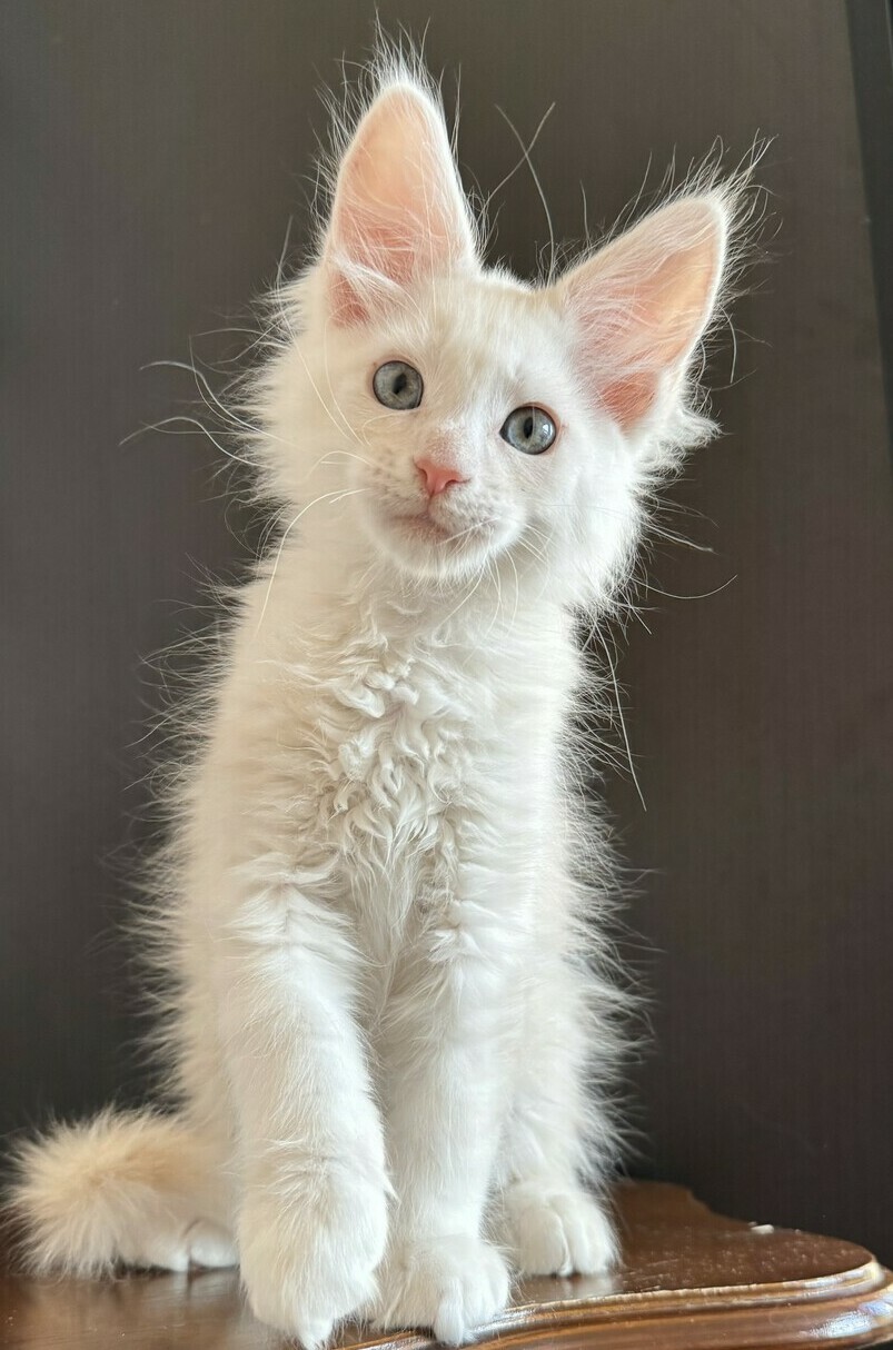 питомник мейн кунов Silver Style питомник мейн кунов Silver Style