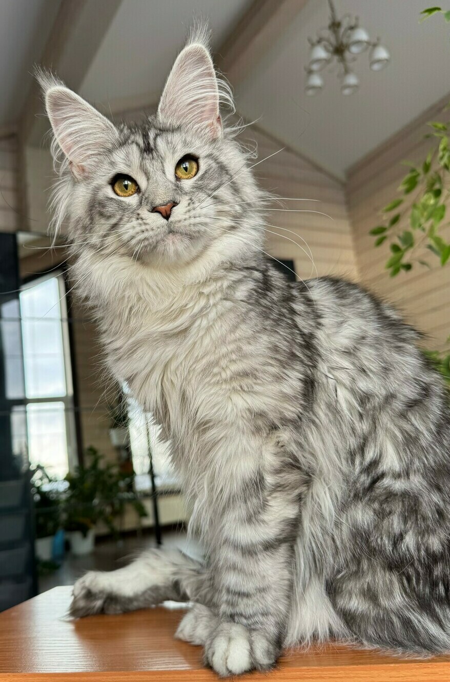 питомник мейн кунов Silver Style