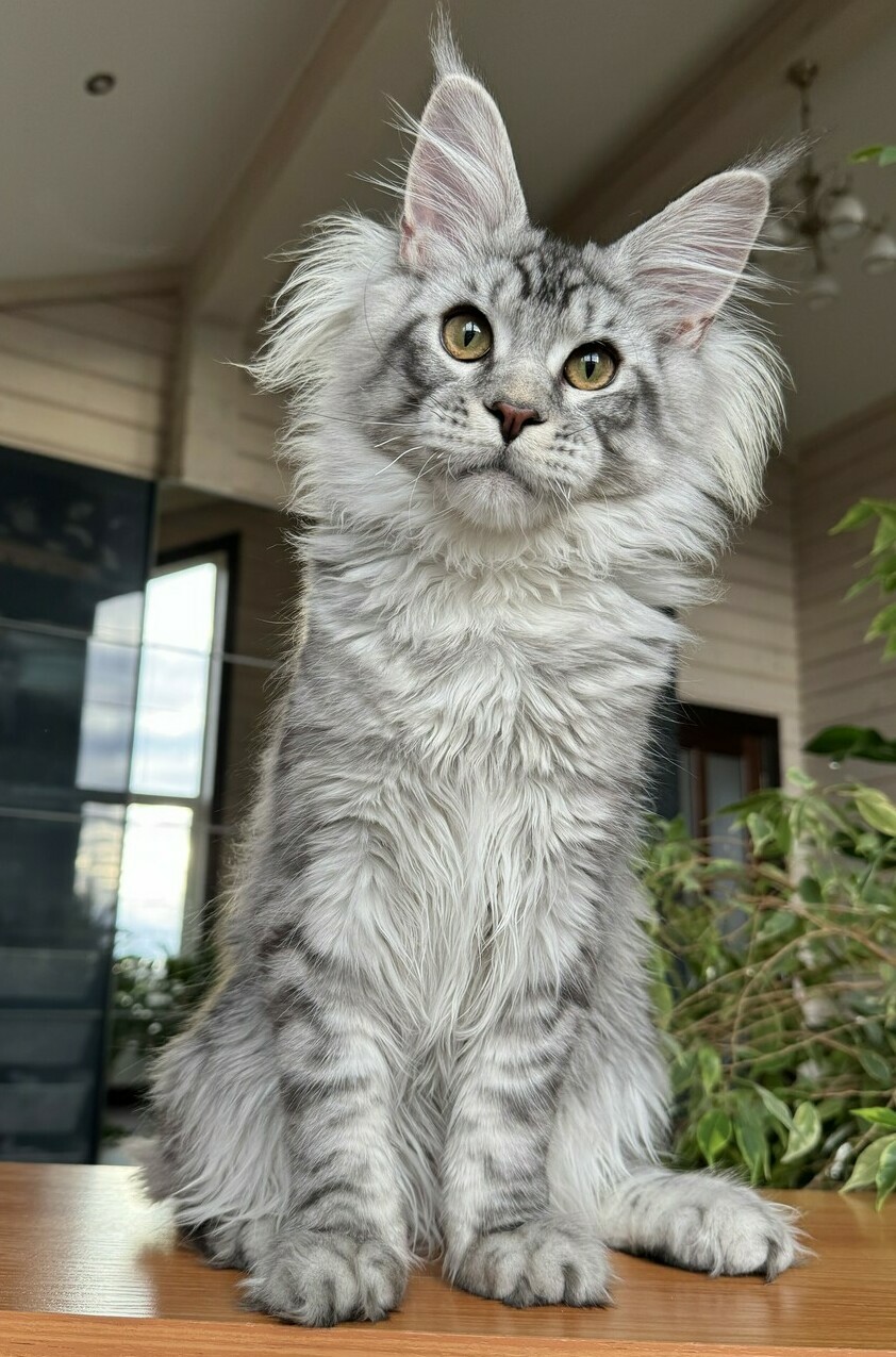 питомник мейн кунов Silver Style