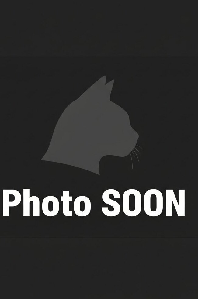 питомник мейн кунов Silver Style питомник мейн кунов Silver Style