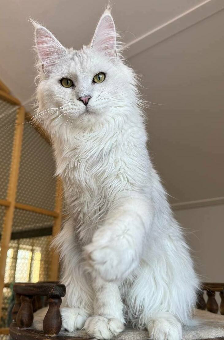 питомник мейн кунов Silver Style