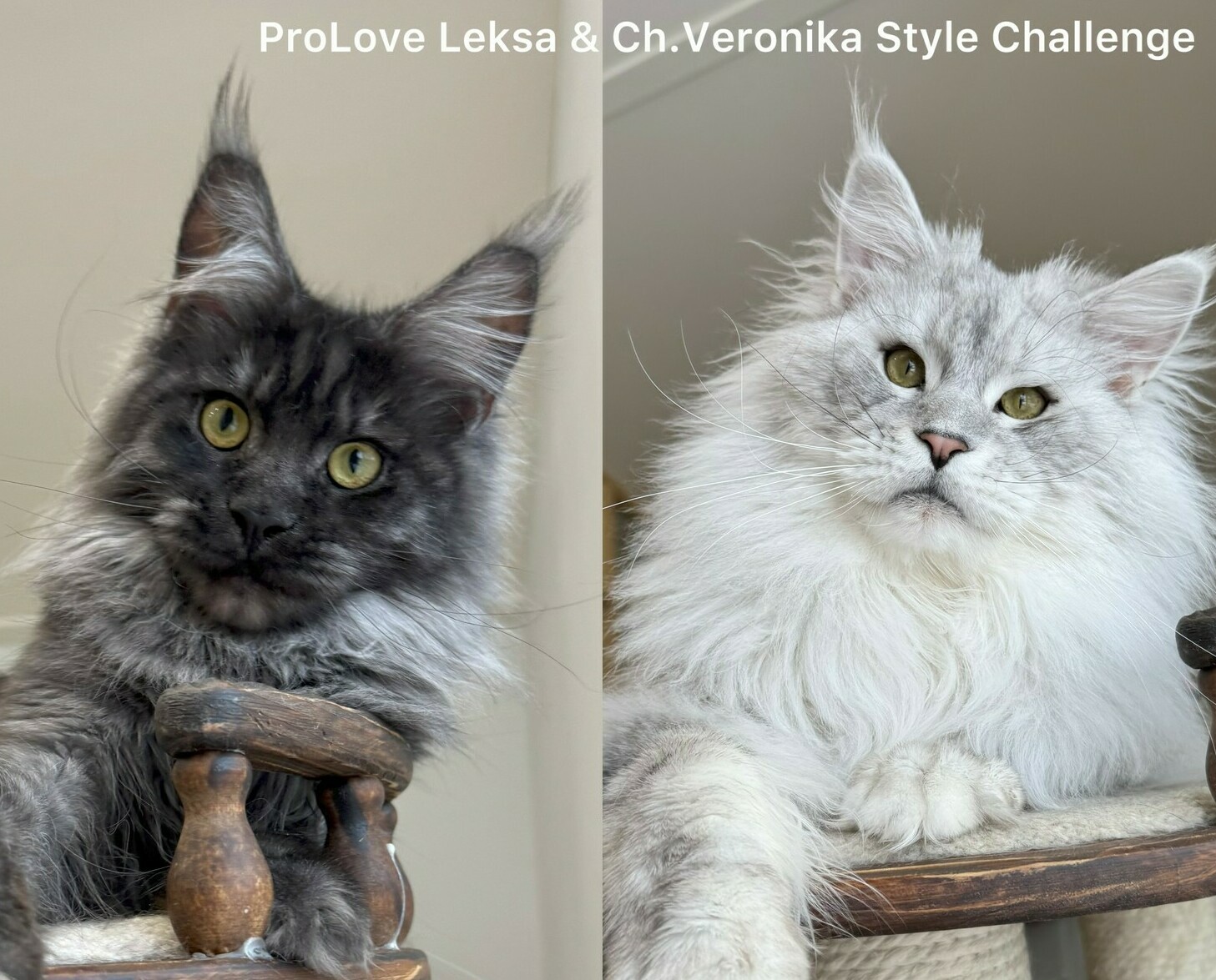 питомник мейн кунов Silver Style