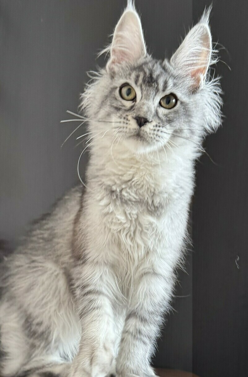 питомник мейн кунов Silver Style