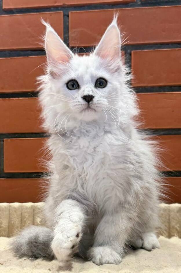 питомник мейн кунов Silver Style