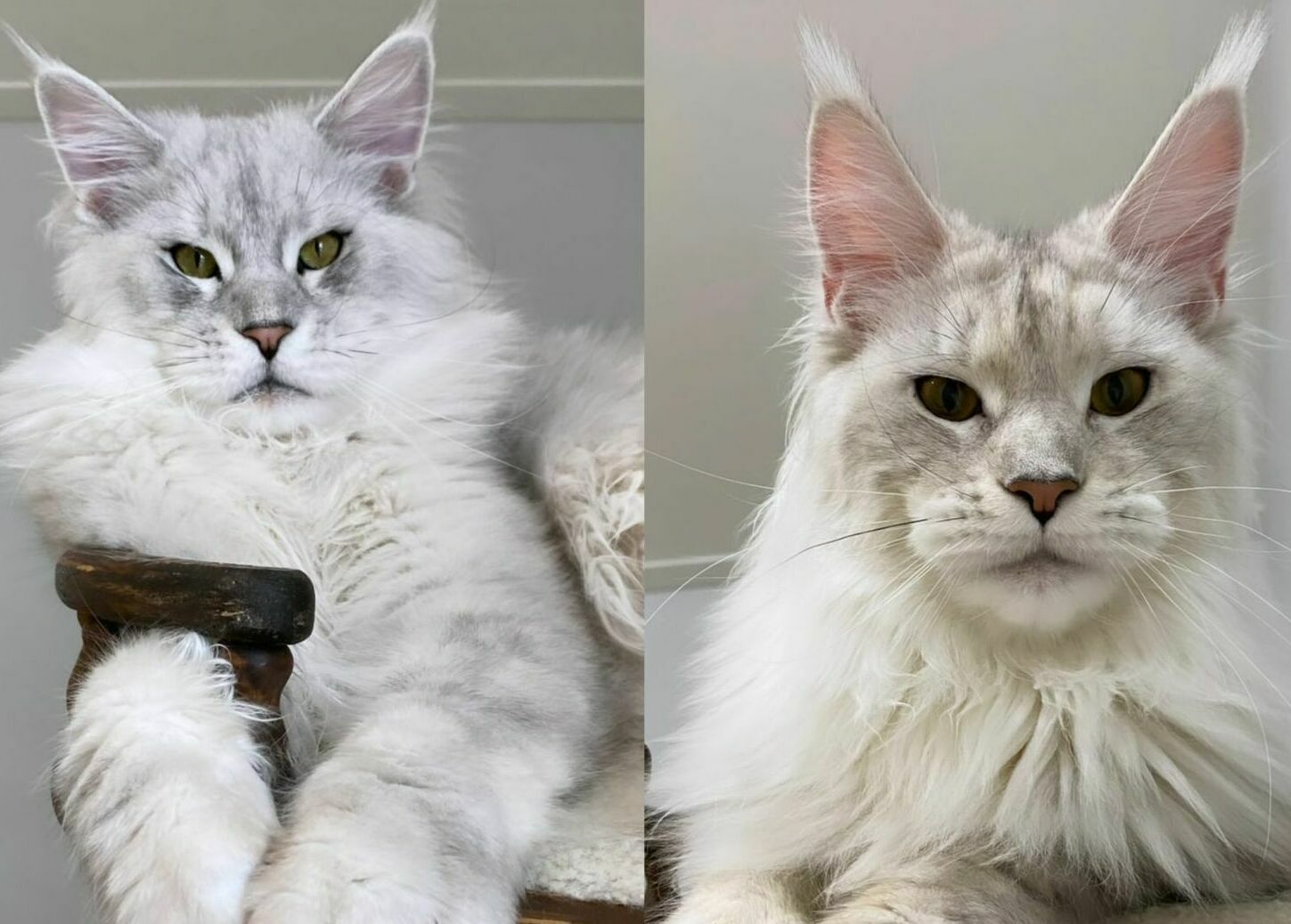 питомник мейн кунов Silver Style питомник мейн кунов Silver Style