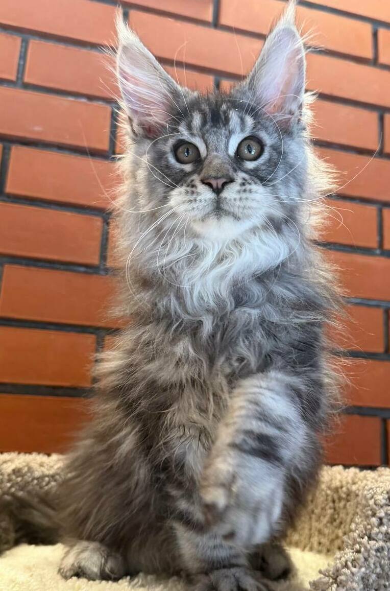 питомник мейн кунов Silver Style питомник мейн кунов Silver Style