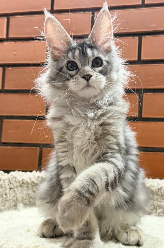 питомник мейн кунов Silver Style питомник мейн кунов Silver Style