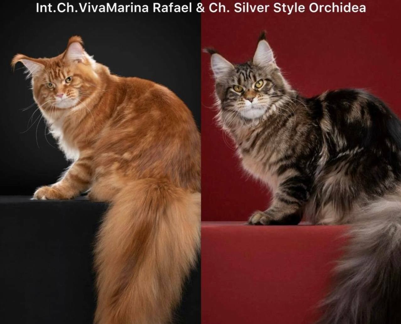 питомник мейн кунов Silver Style питомник мейн кунов Silver Style