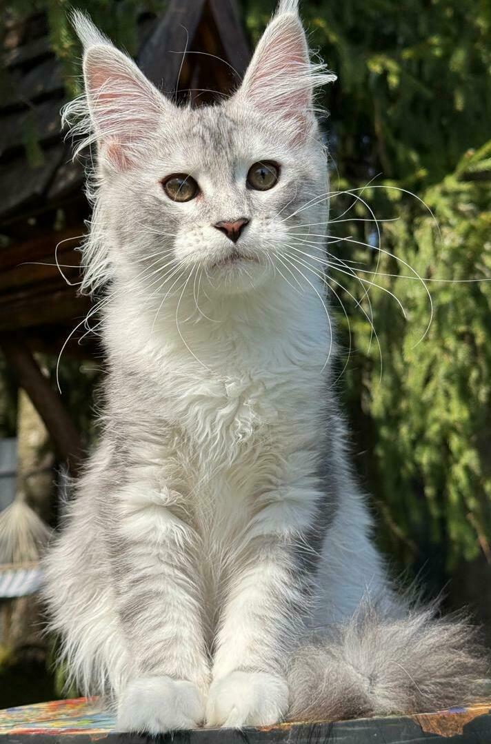 питомник мейн кунов Silver Style питомник мейн кунов Silver Style