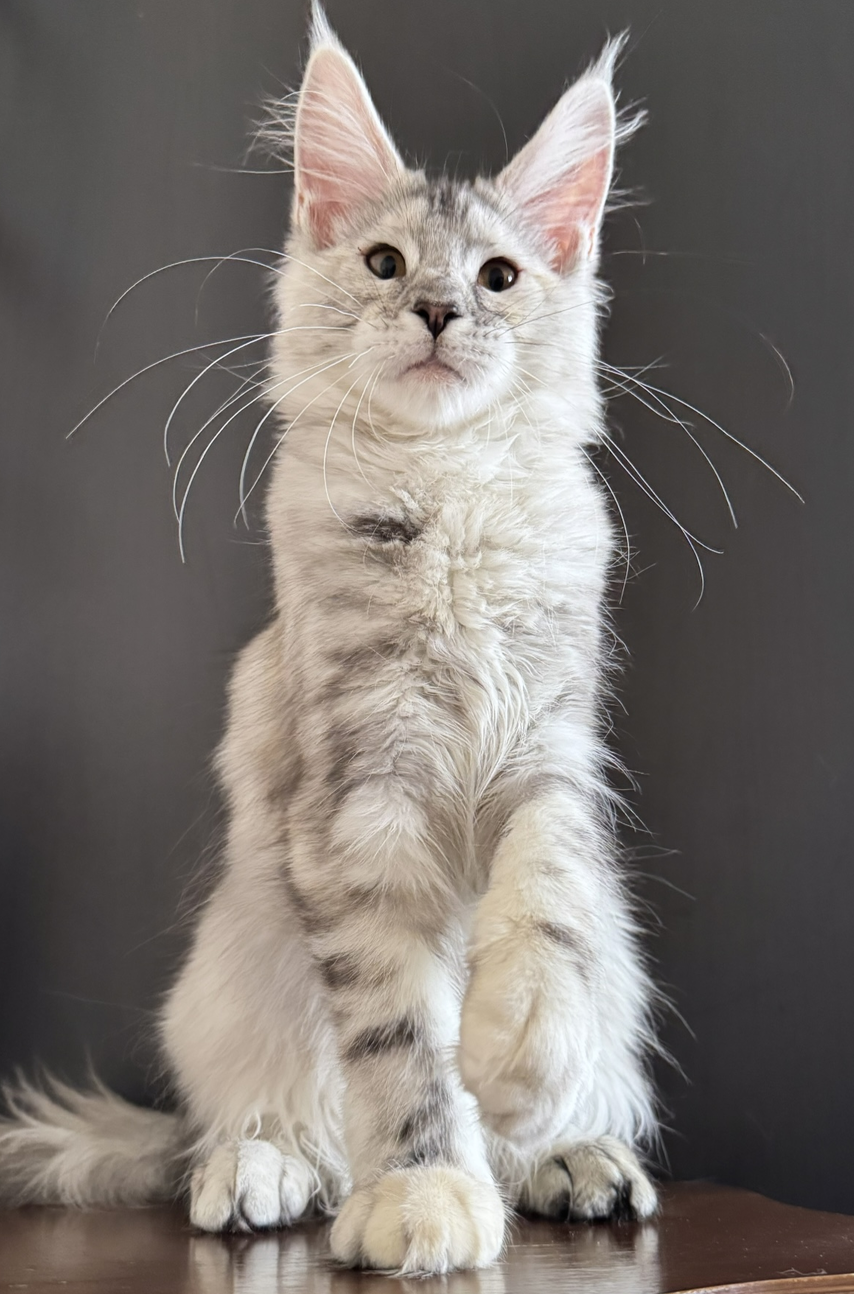 питомник мейн кунов Silver Style питомник мейн кунов Silver Style