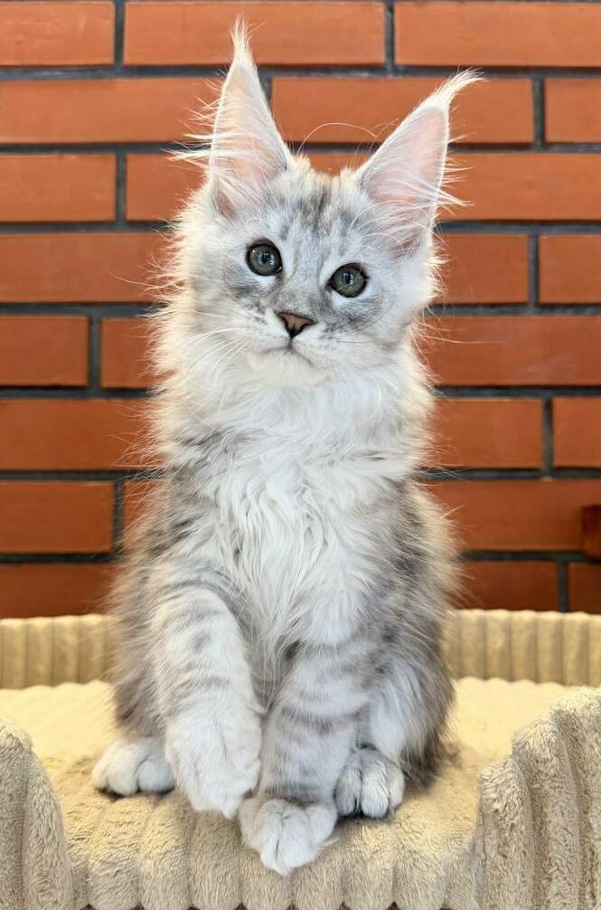 питомник мейн кунов Silver Style