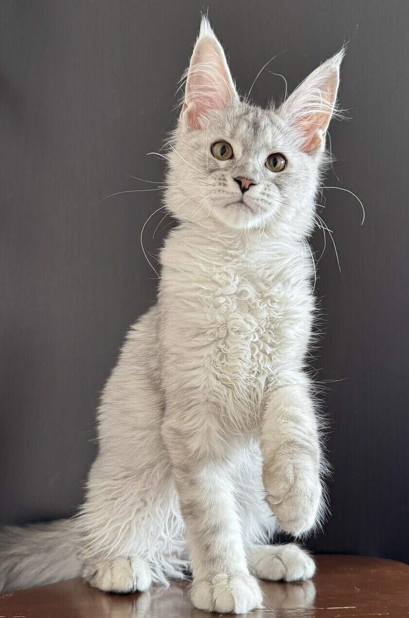 питомник мейн кунов Silver Style