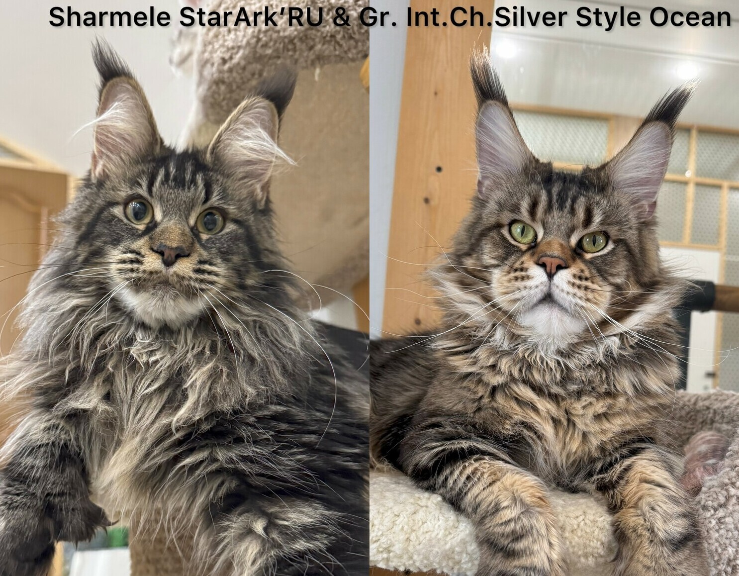 питомник мейн кунов Silver Style