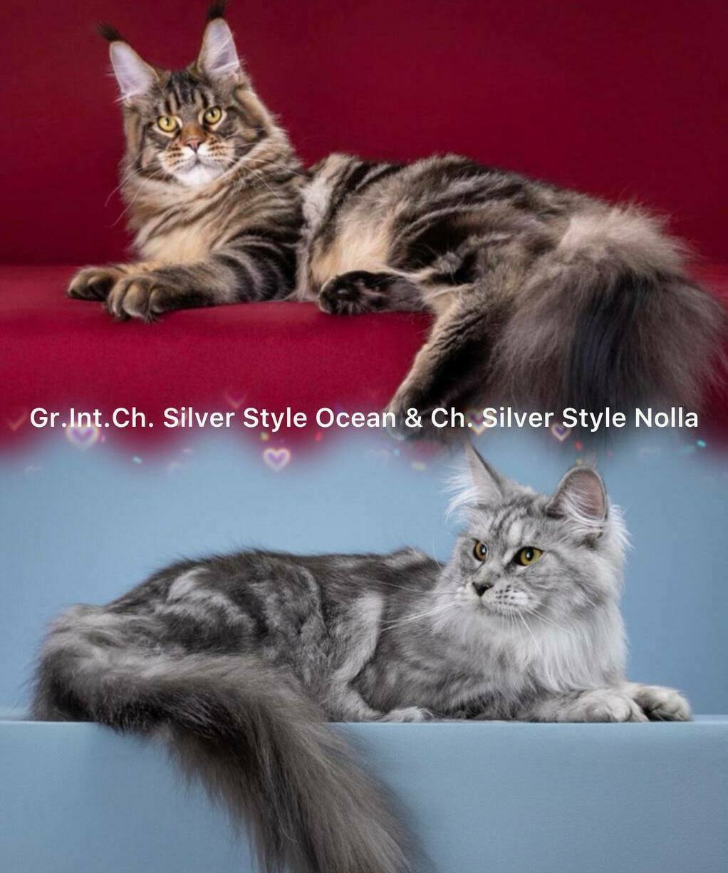 питомник мейн кунов Silver Style