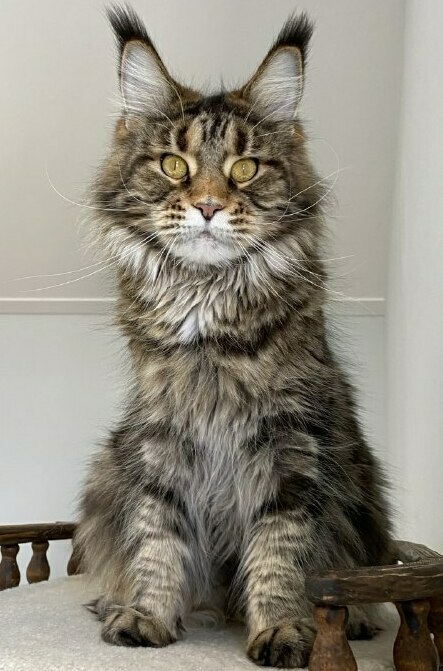 питомник мейн кунов Silver Style питомник мейн кунов Silver Style