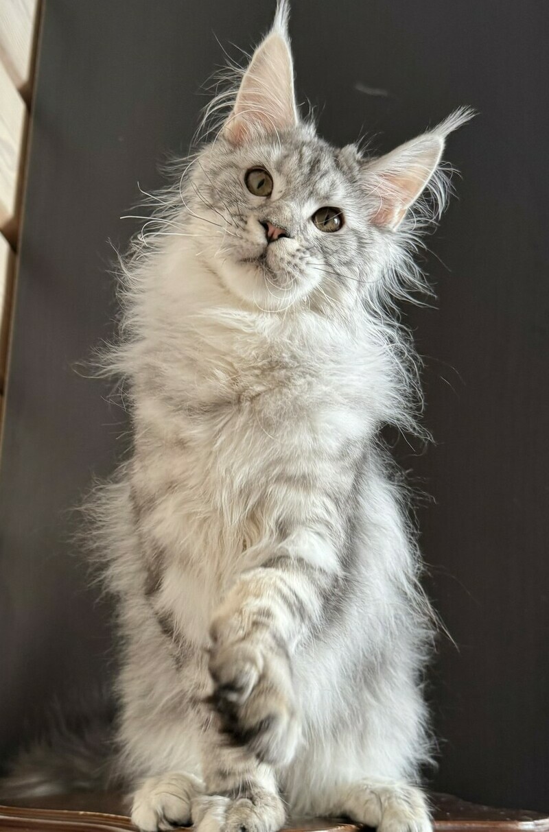 питомник мейн кунов Silver Style