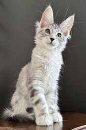 питомник мейн кунов Silver Style питомник мейн кунов Silver Style