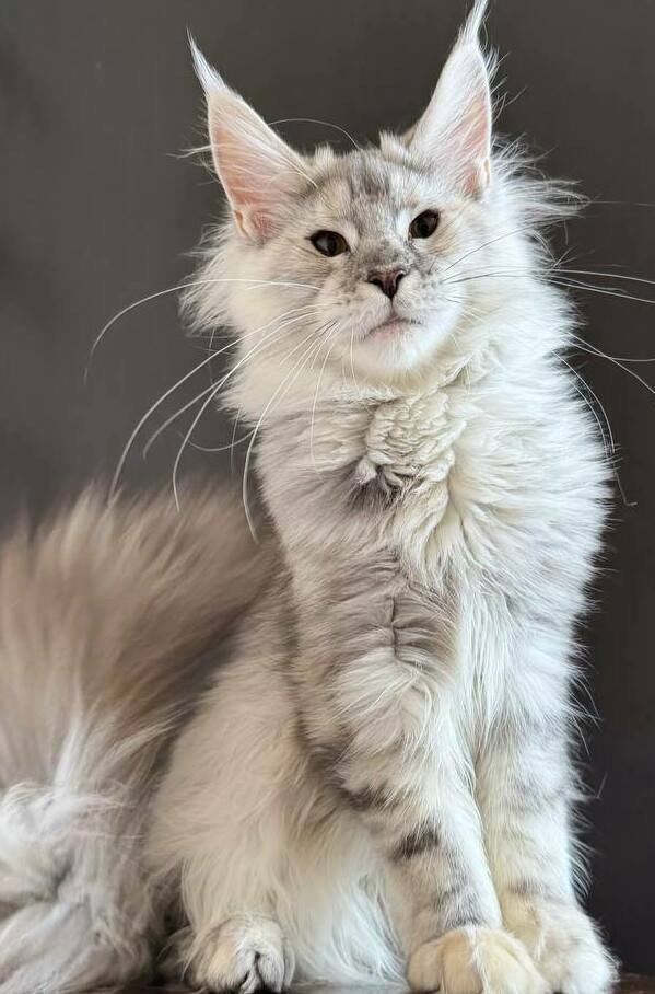 питомник мейн кунов Silver Style питомник мейн кунов Silver Style