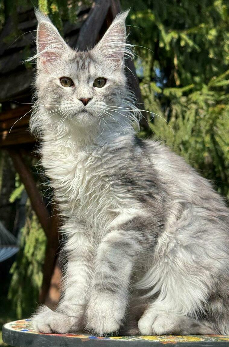 питомник мейн кунов Silver Style питомник мейн кунов Silver Style
