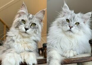 питомник мейн кунов Silver Style