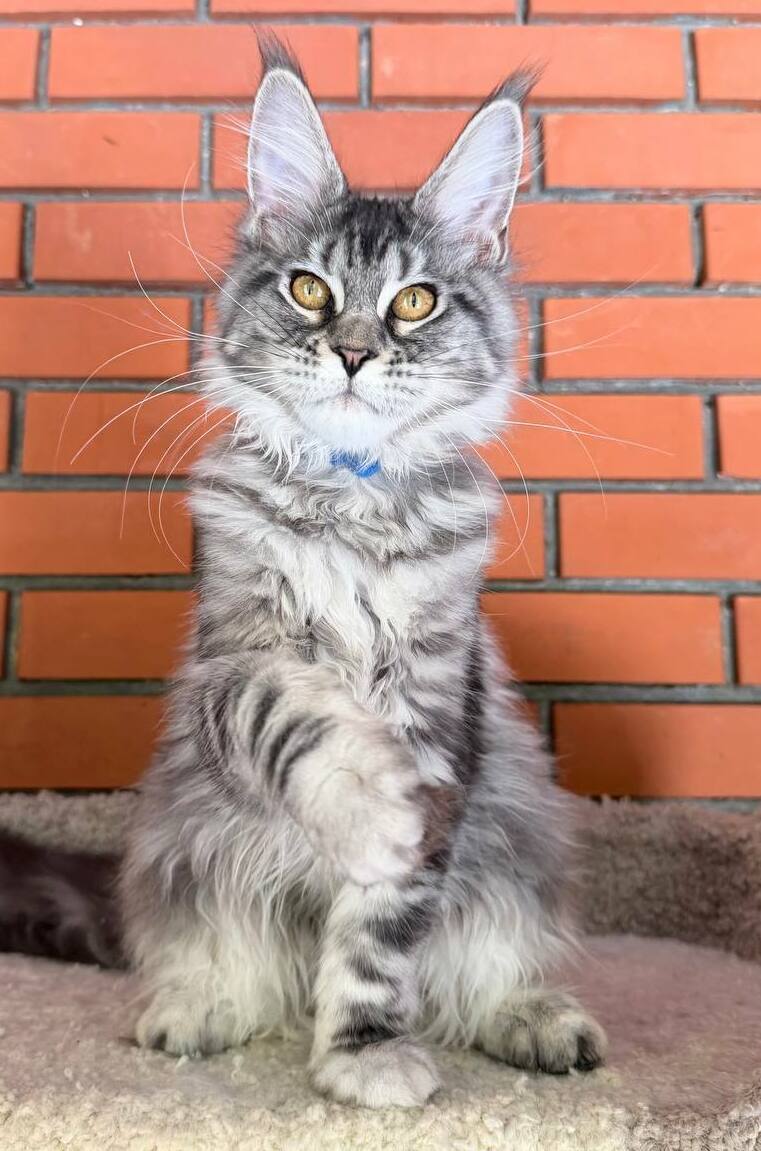 питомник мейн кунов Silver Style питомник мейн кунов Silver Style