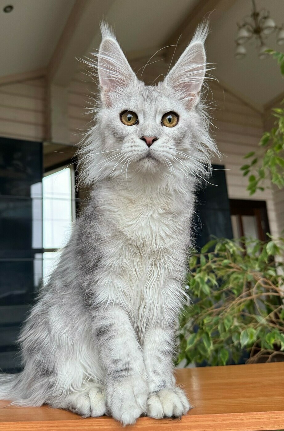 питомник мейн кунов Silver Style