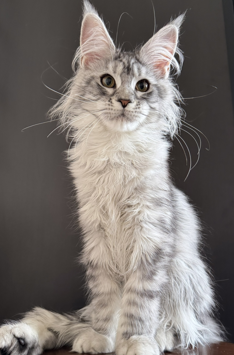 питомник мейн кунов Silver Style