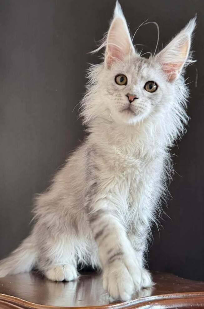 питомник мейн кунов Silver Style