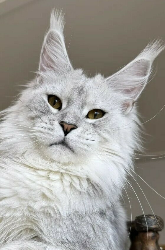 питомник мейн кунов Silver Style питомник мейн кунов Silver Style