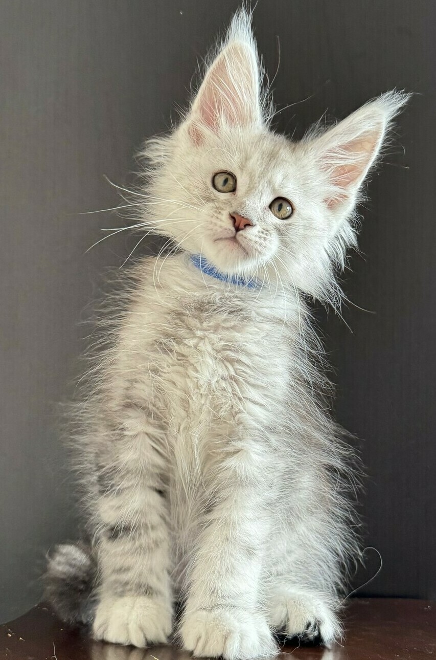 питомник мейн кунов Silver Style