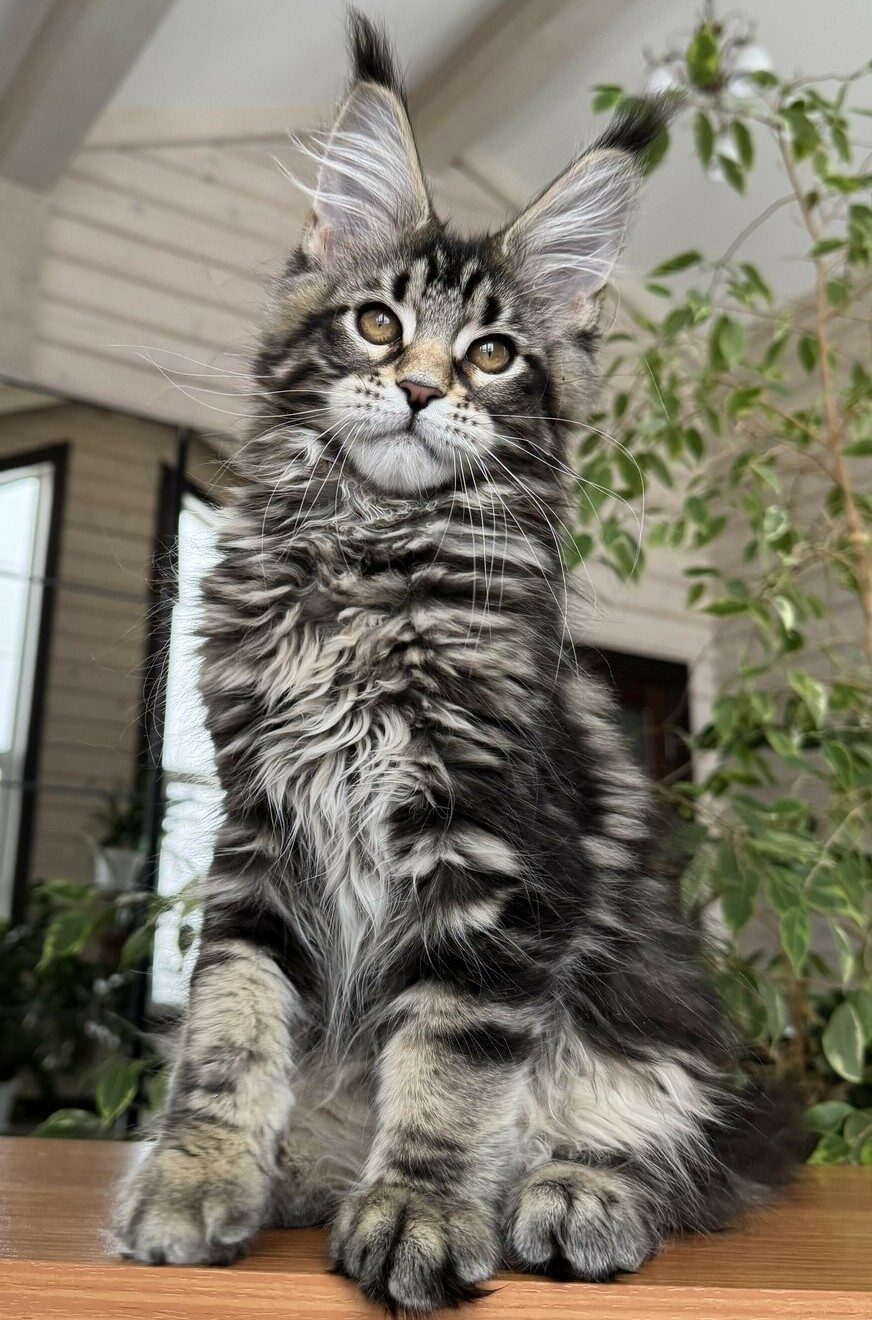 питомник мейн кунов Silver Style питомник мейн кунов Silver Style