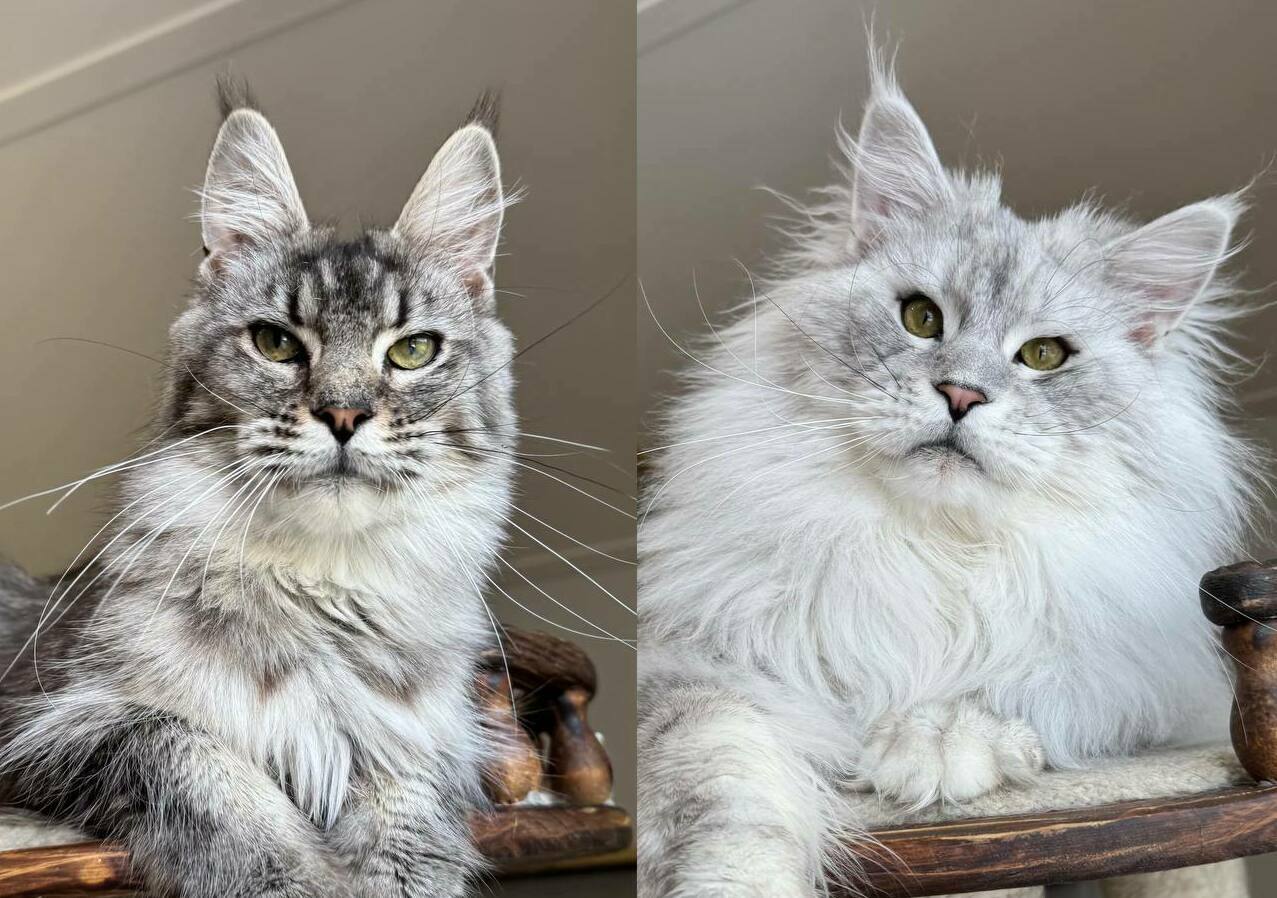 питомник мейн кунов Silver Style