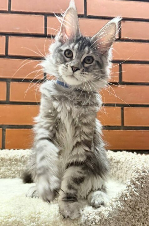 питомник мейн кунов Silver Style питомник мейн кунов Silver Style