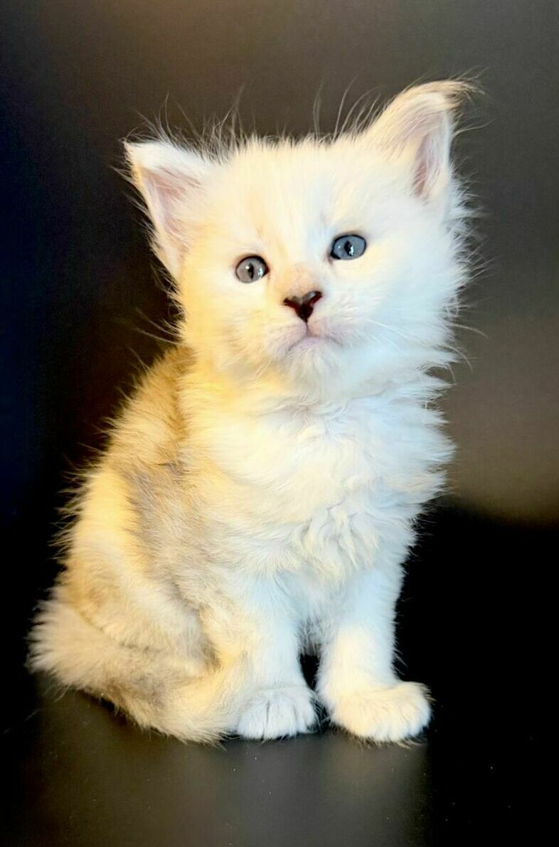 питомник мейн кунов Silver Style