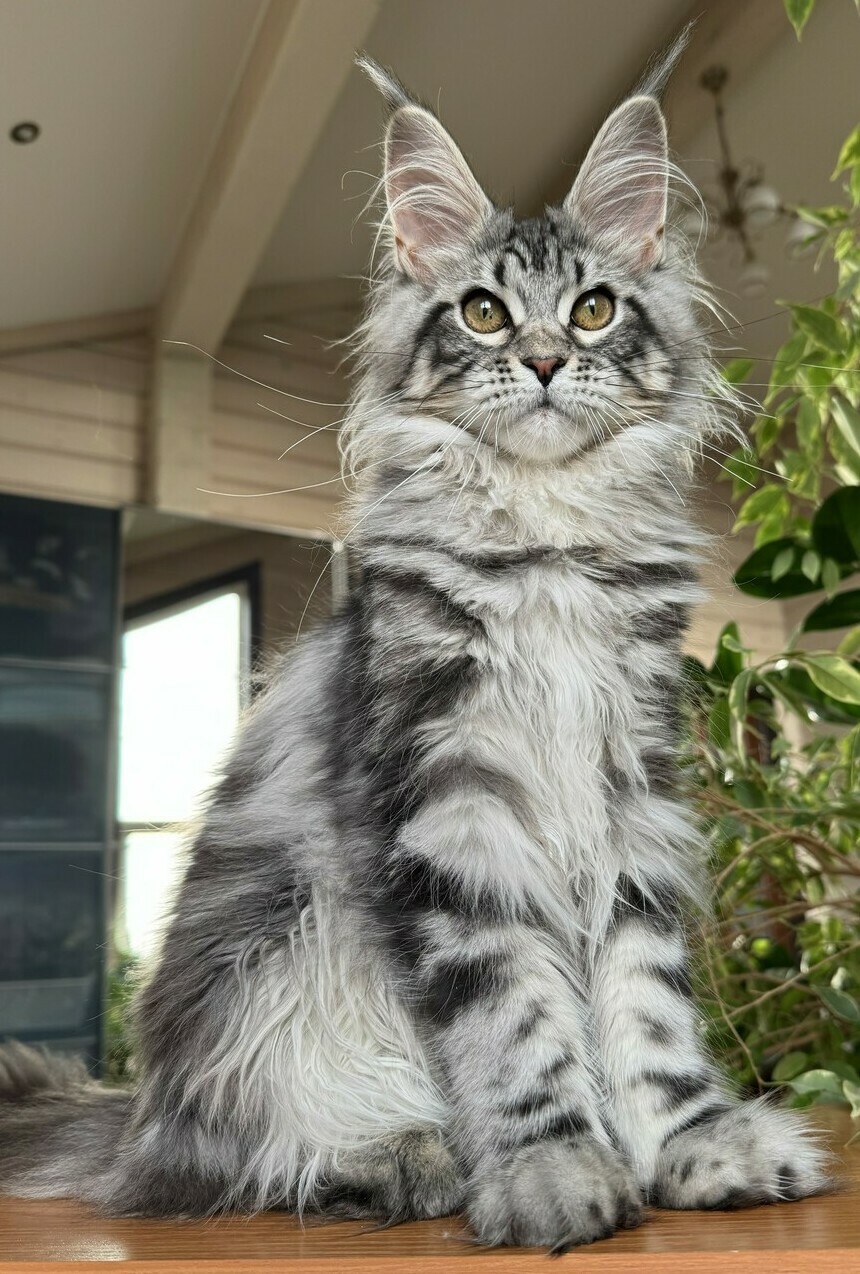 питомник мейн кунов Silver Style