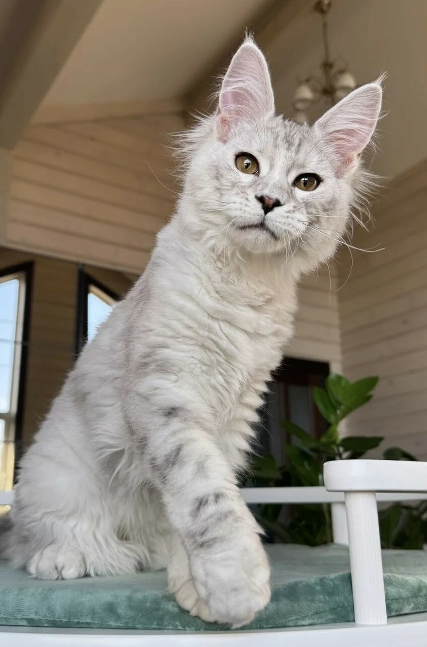 питомник мейн кунов Silver Style питомник мейн кунов Silver Style