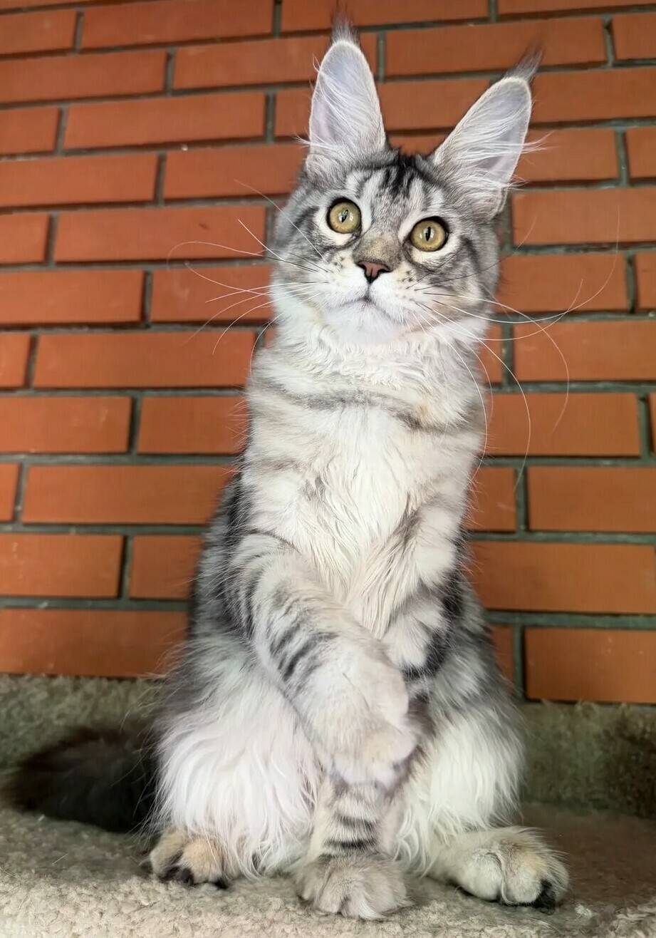 питомник мейн кунов Silver Style питомник мейн кунов Silver Style