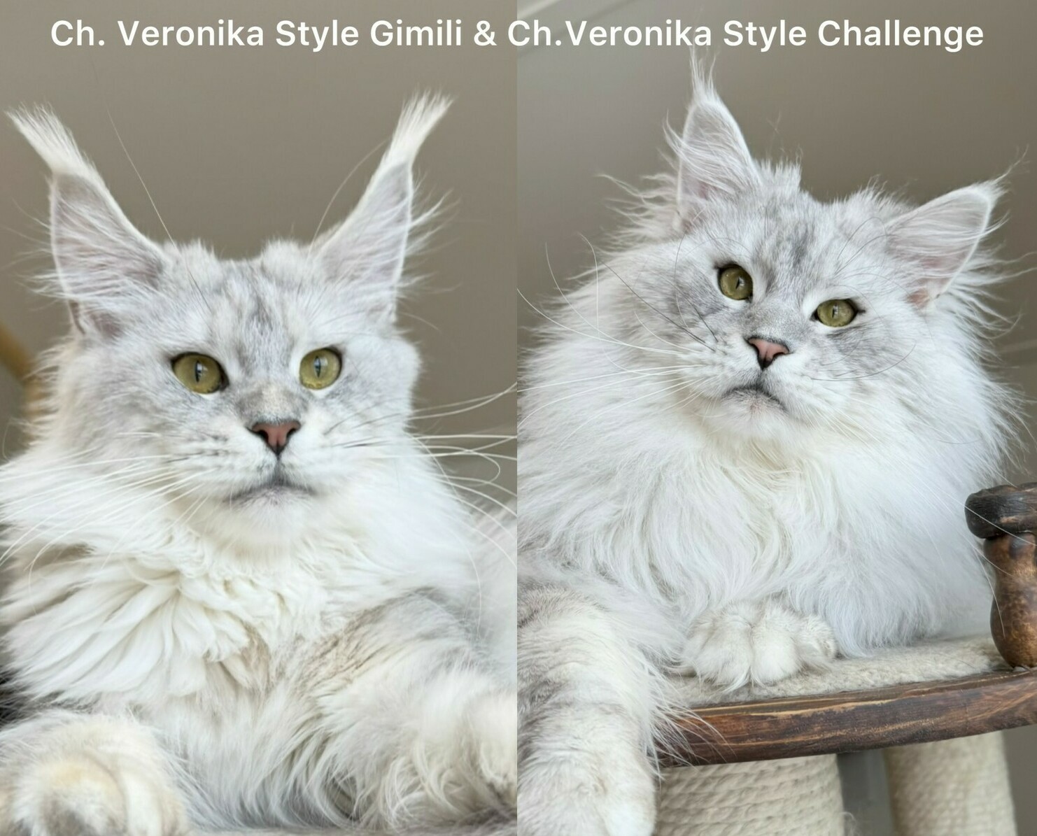 питомник мейн кунов Silver Style