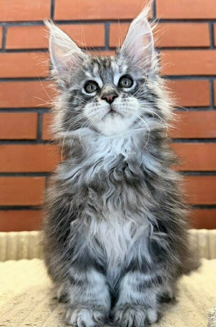 питомник мейн кунов Silver Style