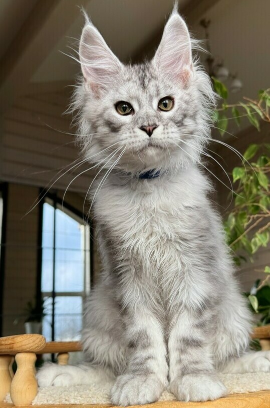 питомник мейн кунов Silver Style