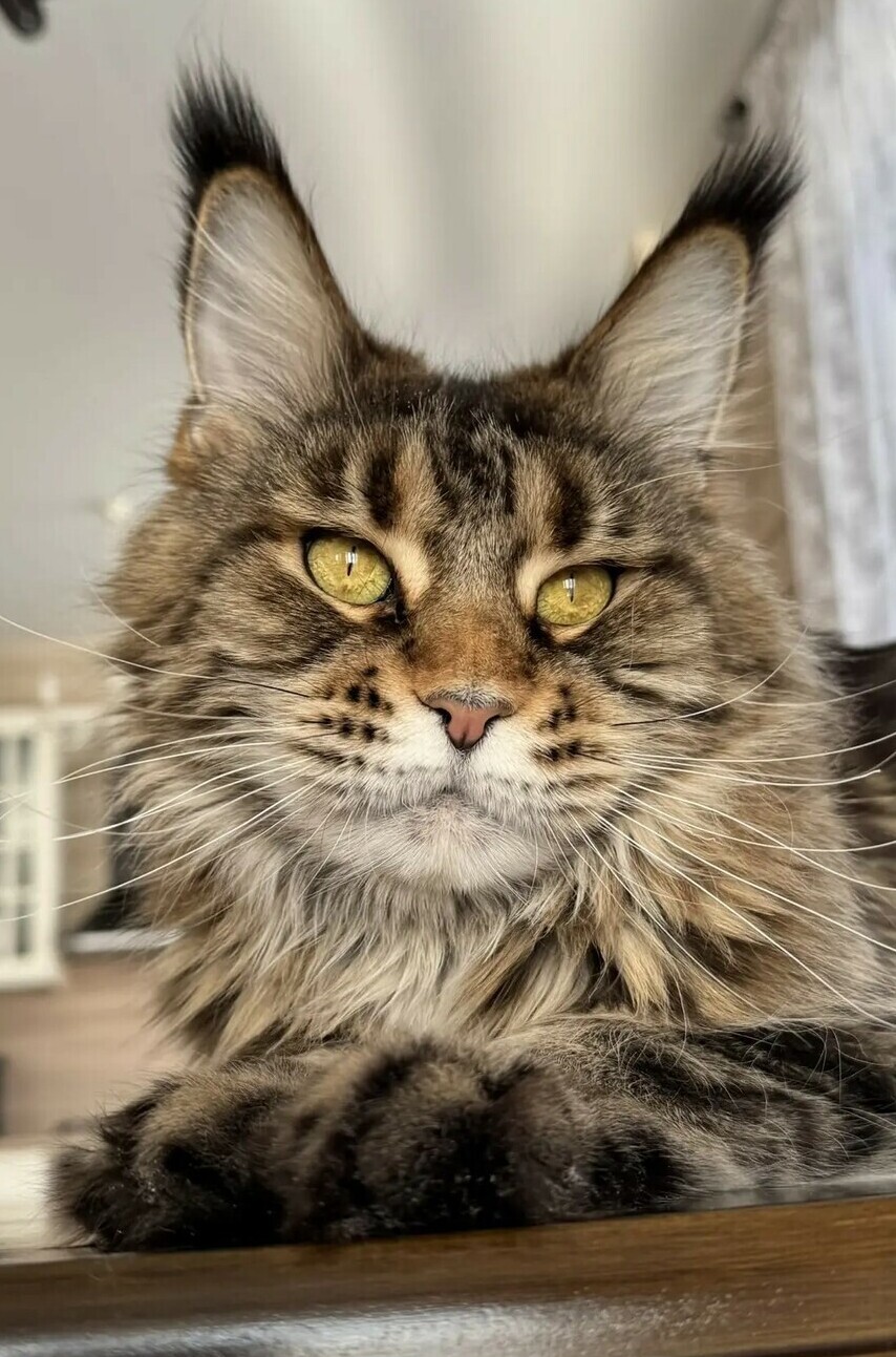 питомник мейн кунов Silver Style питомник мейн кунов Silver Style