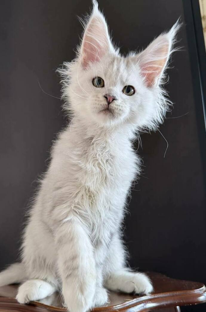 питомник мейн кунов Silver Style