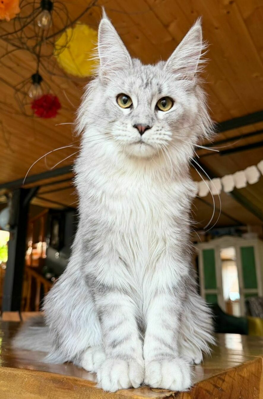 питомник мейн кунов Silver Style