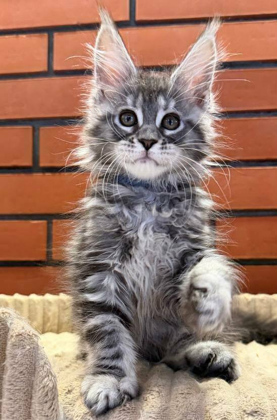 питомник мейн кунов Silver Style