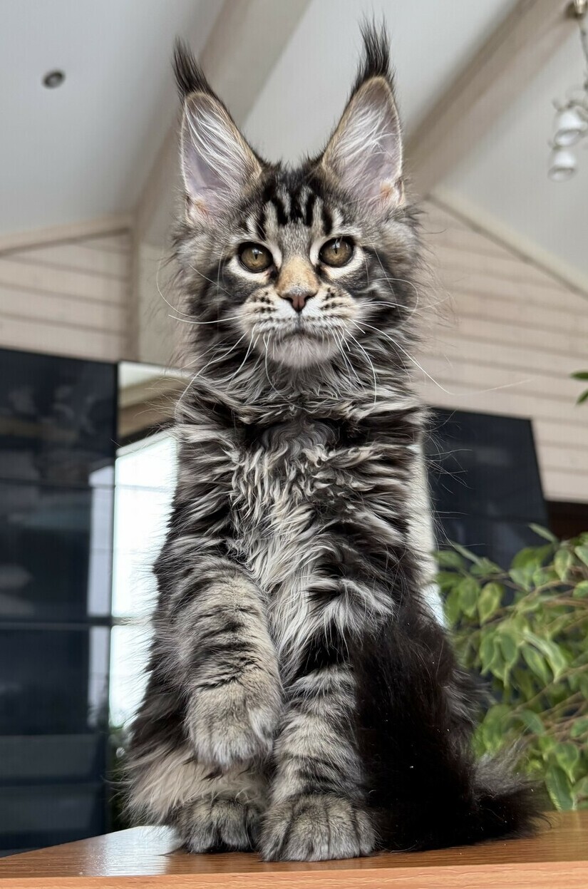 питомник мейн кунов Silver Style питомник мейн кунов Silver Style