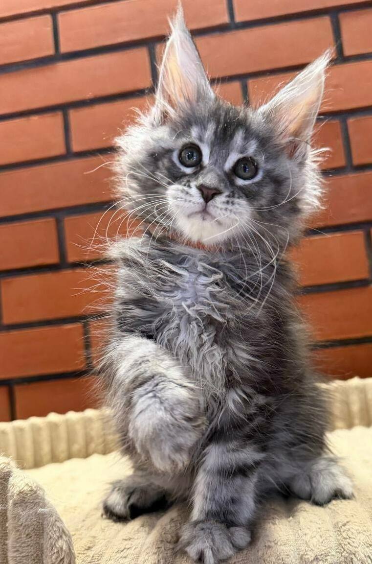 питомник мейн кунов Silver Style