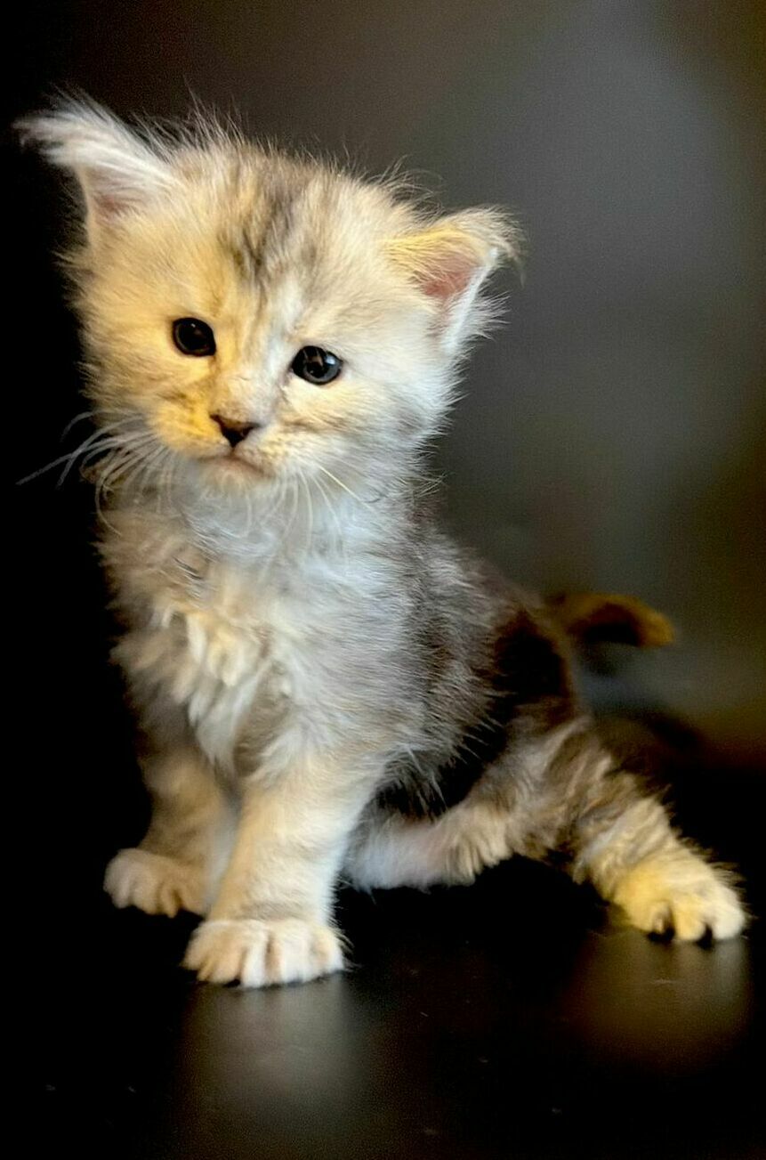 питомник мейн кунов Silver Style