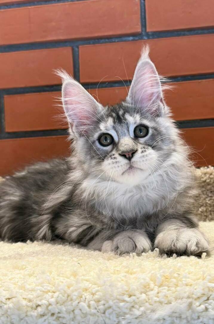 питомник мейн кунов Silver Style питомник мейн кунов Silver Style