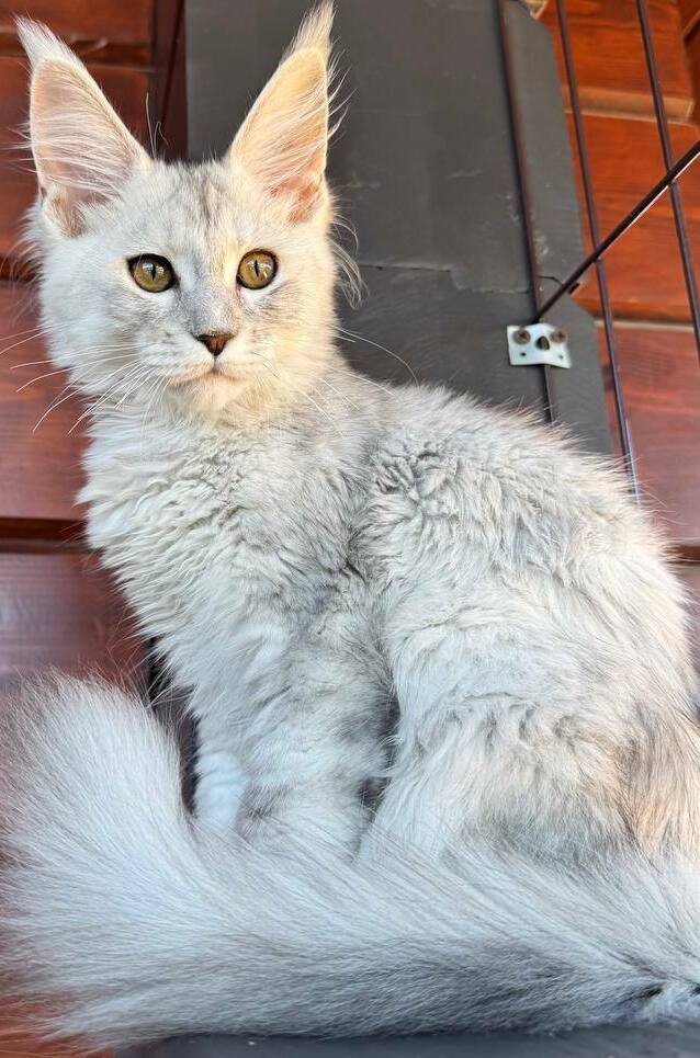 питомник мейн кунов Silver Style