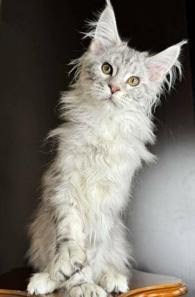 питомник мейн кунов Silver Style